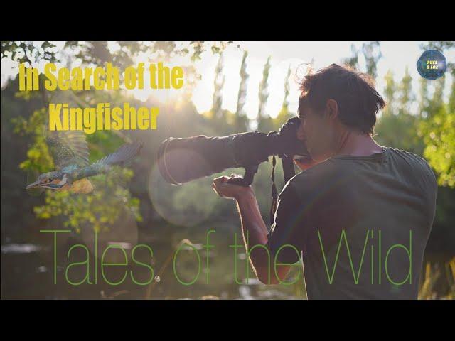 In Search of the Kingfisher - Tales of the Wild