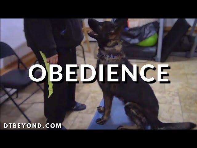 How To Do Advanced Obedience Dog Training: The Details You NEED to Know