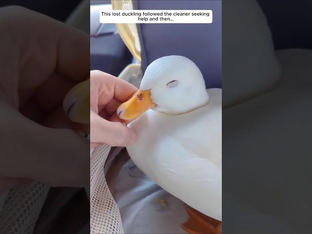 This lost duckling followed the cleaner seeking help and then...