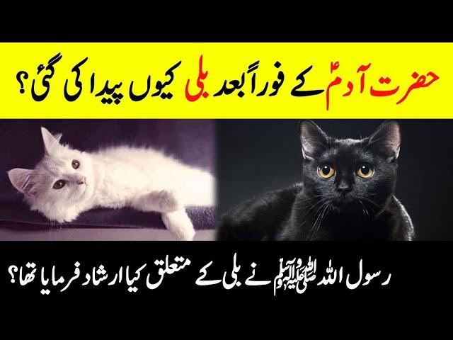 Why Was Cat Created Immediately After Hazrat Adam? || Mysterious Facts About Cats || INFO at ADIL