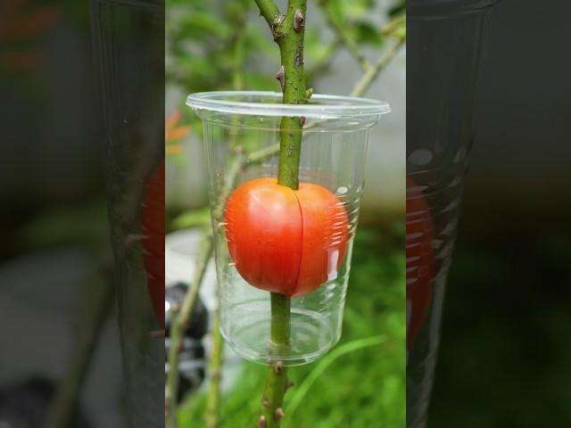 Best method of propagate roses by air layering with tomato #rose_plant #air_layering