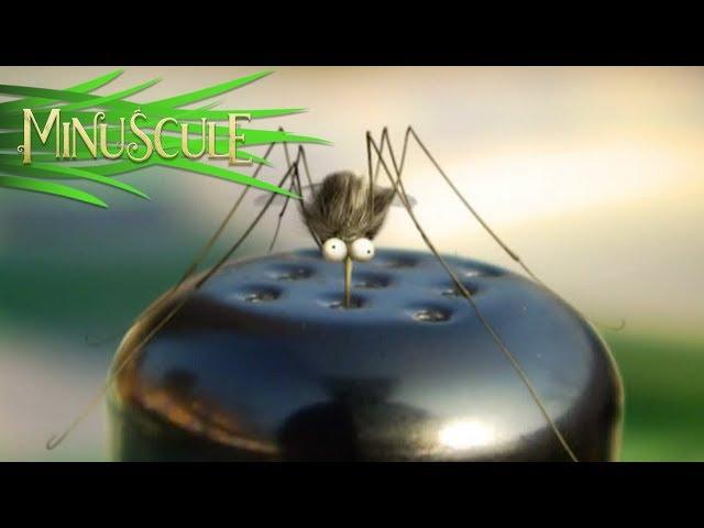 Minuscule - Torpedo (Season 1)