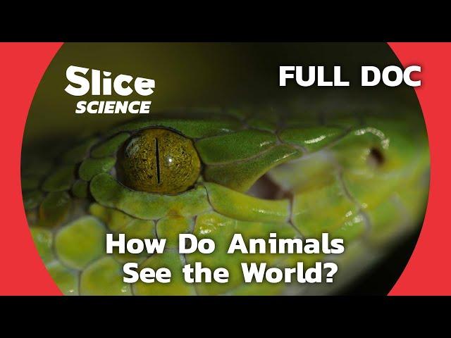 How Do Animals See the World? | SLICE SCIENCE | FULL DOCUMENTARY