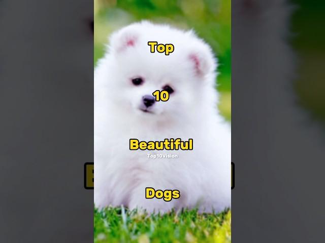 Top 10 Beautiful Dogs #top10vedios #top10facts #top10 #beautifuldog