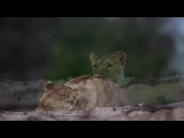 WILD NAMIBIA E01 - Watch the thrilling journey to discover the awe-inspiring desert lions