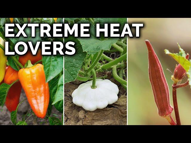 7 Perfect Vegetables to Grow in Hot Climates