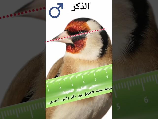 طريقة سهلة للتفريق بين ذكر وأنثى الحسون