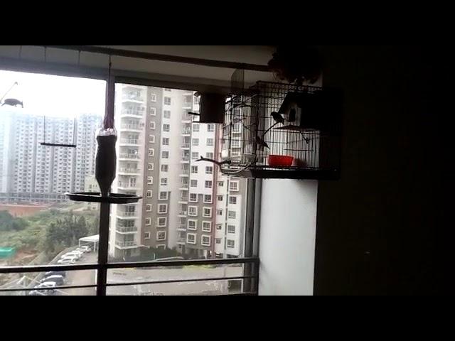 zebra finches tamed free flight