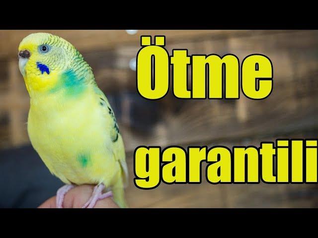 Budgie sounds Budgie singing 