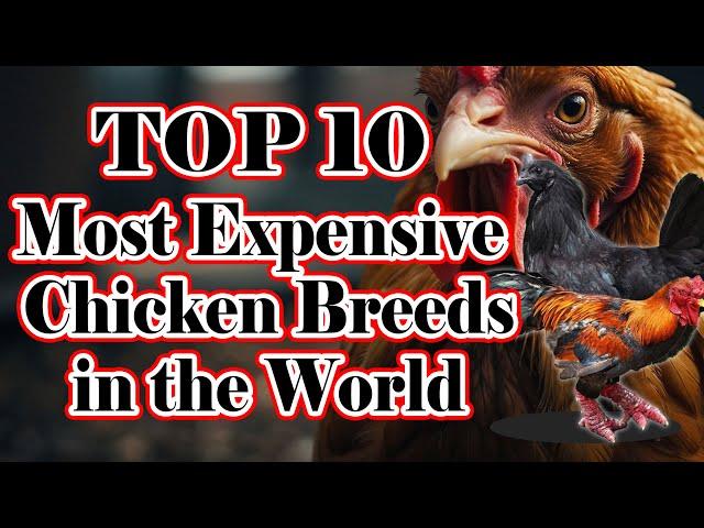 Top 10 Most Expensive Chicken Breeds in the World