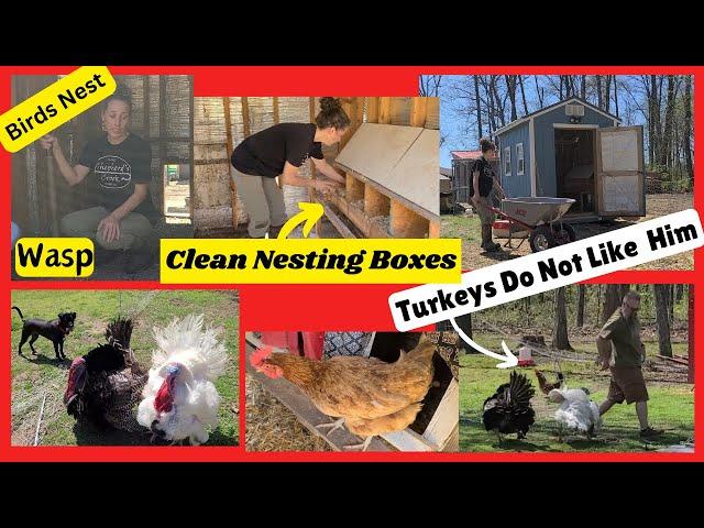 Wasp Birds Turkeys Chickens / Homestead Life / Spring Cleaning