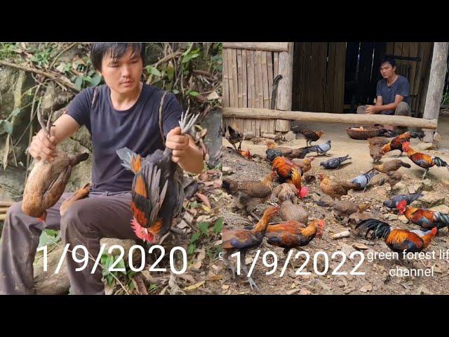 From 2 wild chickens, now I have more than 100 wild chickens. Green forest life (ep215)