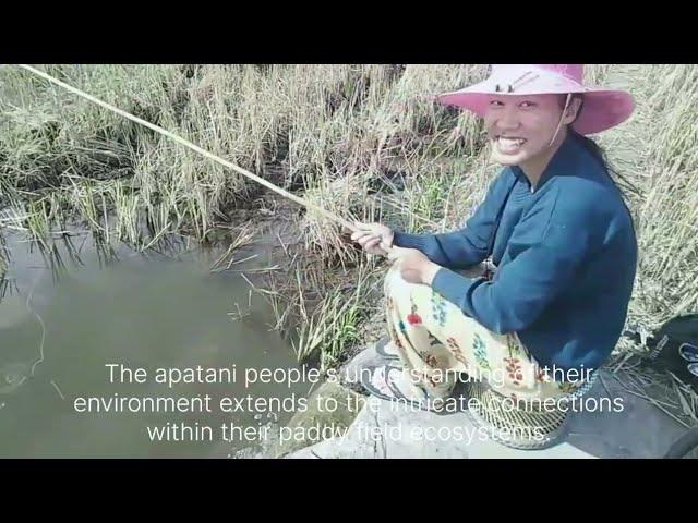 Catching Frogs & Fish in Paddy Fields | Apatani Culture & Traditions