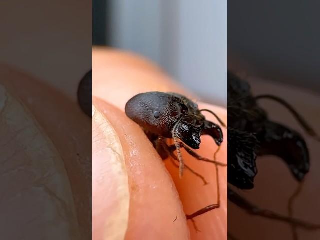My Ants Executed Their Soldier!!