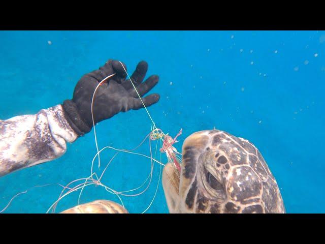 HUGE SEA TURTLE RESCUE!  (Green Sea Turtle entangled in fishing line)