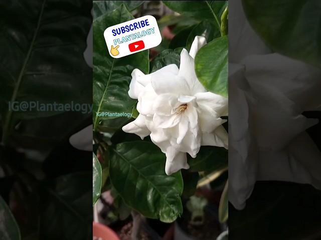 USE THIS SOIL for Lots of Flowers in Gardenia Plant