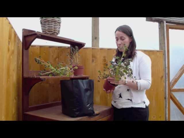 How to grow Oca (New Zealand Yam) with Thompson and Morgan. Part 3