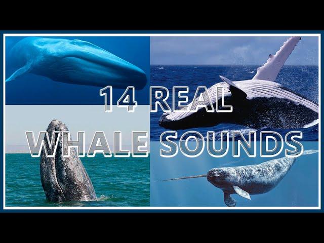 14 Whale Sounds REAL Recordings 1 Hr Loop | Deep Sea Underwater Sounds 