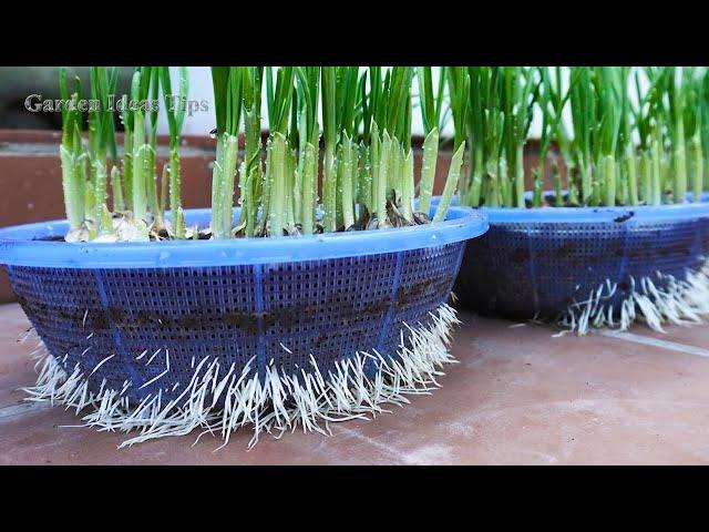 TIMELAPSE: How to grow Garlic and Purple Onions on Balcony, Gardening Tips at Home - LIVE STREAM