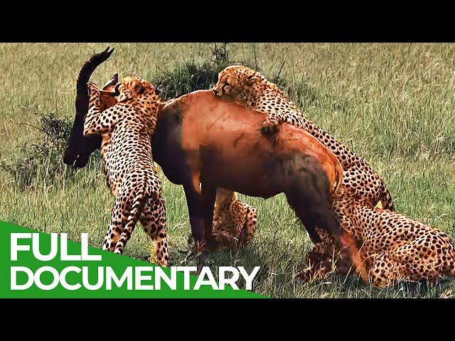 Wildlife Instincts | Cheetah - The Fastest Animal on Earth | Free Documentary Nature