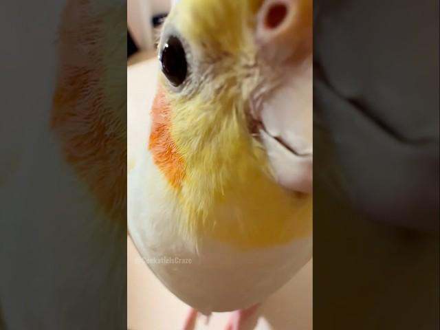 Cute Peekaboo Playtime  #cutepets #cockatielscraze #birds