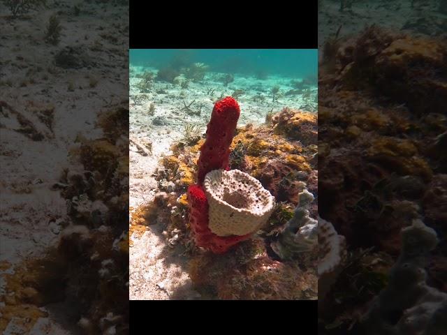 Nature's Sea Sponge Sculpture #seasponge #sponge #esponja #esponjademar