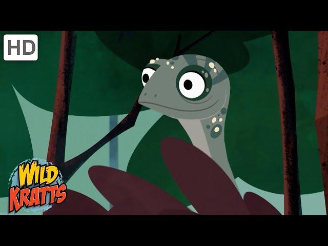 Rainforest Creatures | Lizards, Monkeys, Insects + more! [Full Episodes] Wild Kratts