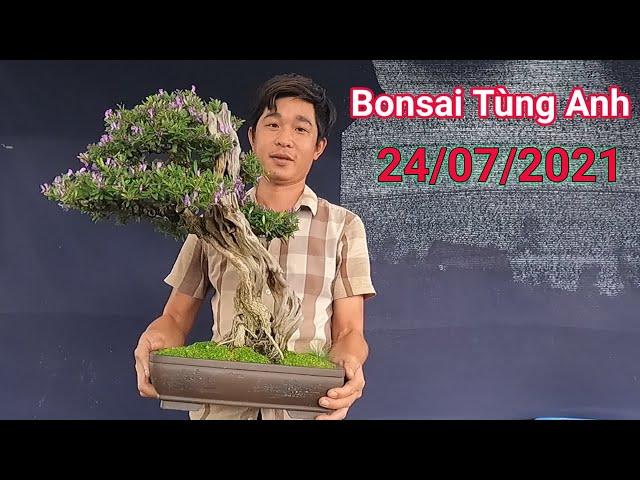 Linh Sam đa ưu điểm, Sam Núi Trái khai thác, Tùng La Hán bán ngày 24/07/2021 vườn Bonsai Tùng Anh