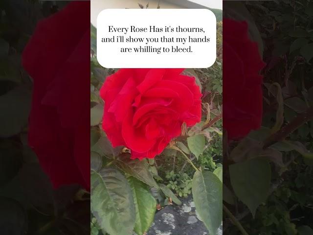Every Rose Has Its Thorns | A Story of Love, Pain, and Sacrifice#Heartbreak#lovestorysong#spokenword