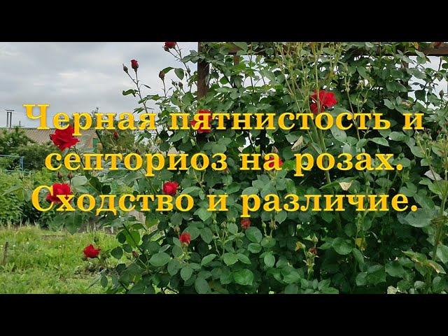 Черная пятнистость и септориоз. Сходство и различие.