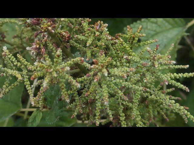 FalseNettleBoehmeriaKashroGash #Flora #Plant #Nature #Flower #Video #Youtube #youtubevideo #ytstudio