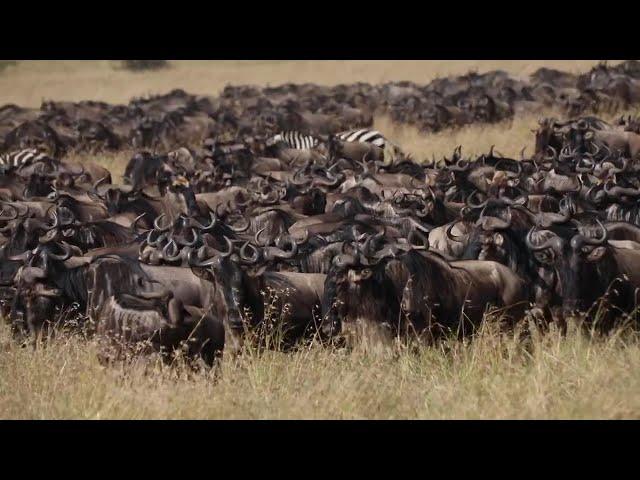 You Won't Believe These Great Migration Photos!