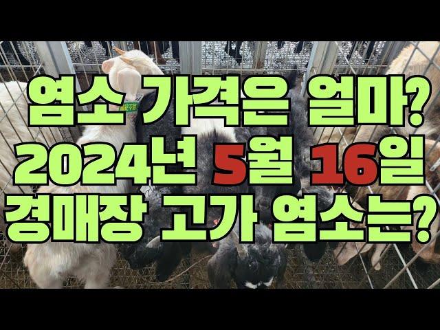 2024년 5월16일 부여 염소경매 고가 염소