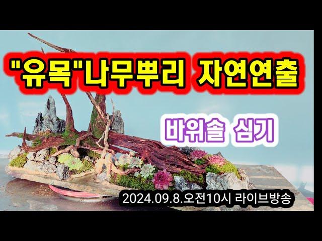 유목 레이아웃 바위솔심기 실시간 라이브방송 2024.09.08오전10시 화면을 크게보세요