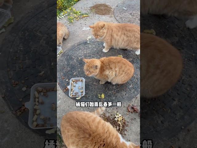 【貓德女王】上周介紹了曹牛女王的三個孩子，今天就帶大家看下放歸的曹女女王過的怎麼樣 #貓德學院 #流浪貓