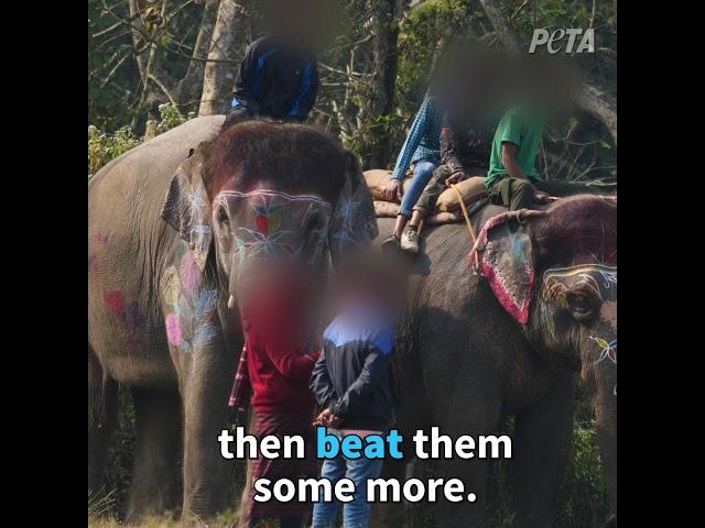 Handlers Are Viciously Beating Elephants at the Chitwan Elephant Festival in Nepal