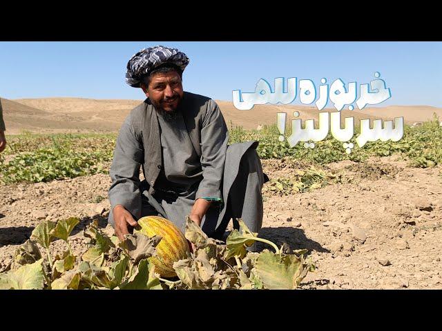 سرپالیز خربزه للمی | با شیرین ترین خربزه‌ها آشنا شوید و ازطبیعت للمی و پالیز لذت ببرید