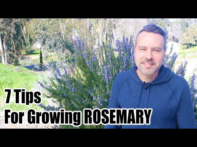 How to Grow Rosemary - 7 Tips for Success