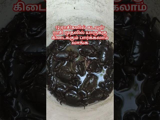 12 ராசிகளில் முதலில் கடவுள் அருள் கிடைக்கும் ராசி #kcvijivlogs #viralvideo