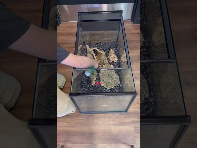 Bioactive Background Build #everevolvingexotics #reptileshop #tutorial #crestedgeckos #reptiles