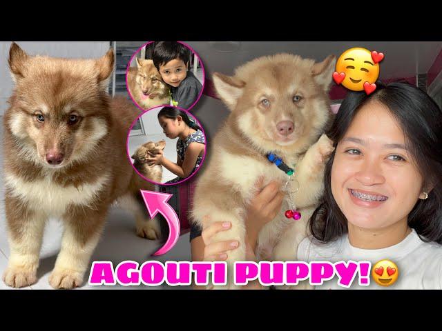 Surprise Puppy Gift From Raymundo Gfarm! | NEW AGOUTI PUPPY! | Husky Pack TV