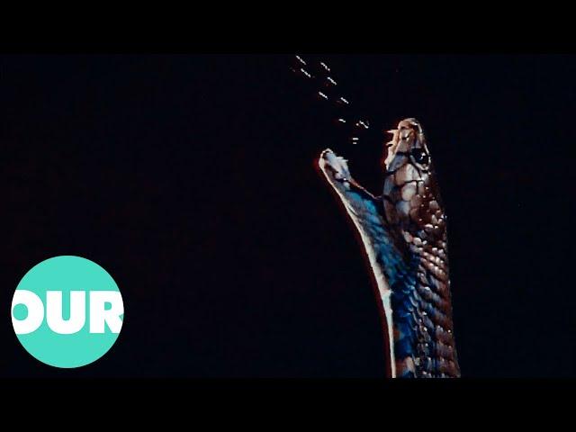 Cobra: The Fascinating Life of The King Of Snakes | Our World