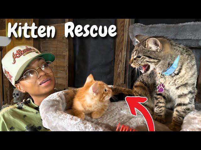 Introducing a Rescued Kitten to the Big Cats