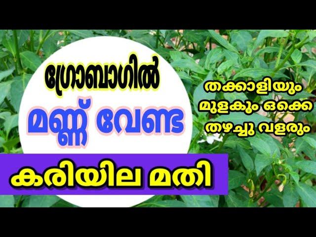 ഗ്രോബാഗിൽ മണ്ണ് വേണ്ട | കരിയില മതി | മുളകും തക്കാളിയും തഴച്ചു വളരും |Krishi Master