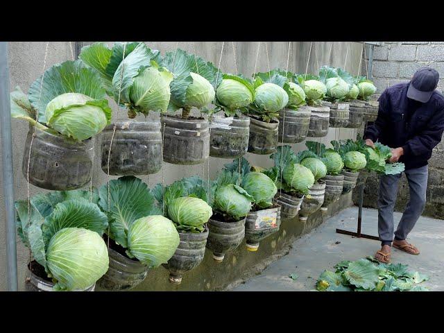 Housewives' dream Cabbage Garden, growing cabbage in plastic bottles