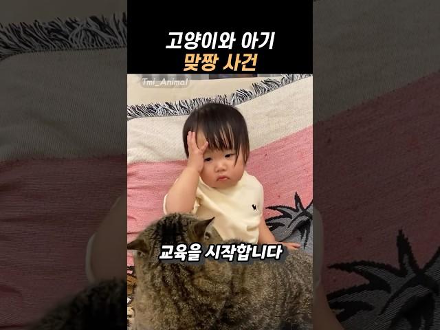 고양이와 맞짱 사건