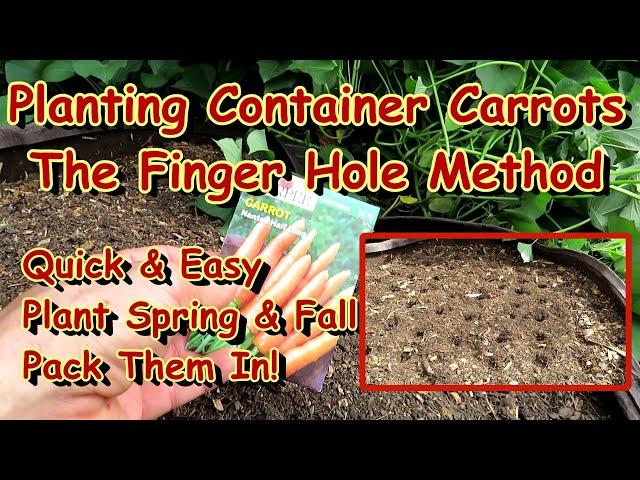 All the Steps for Planting Carrots in Fabric Pots & Containers: Plant in August for a Fall Harvest