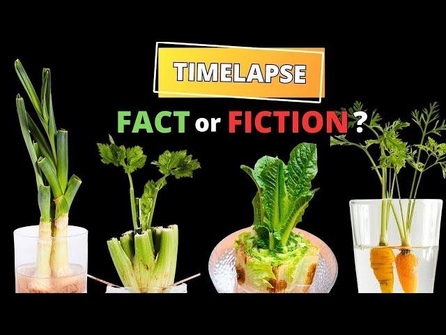 Regrowing VEGGIES from Kitchen Scraps in TIMELAPSE - Does it really work?