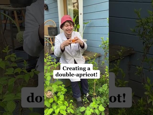 Mini Snack Break: Creating a Double-Apricot! #shorts