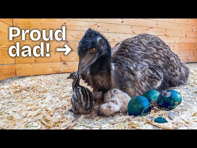 Bamboo is Finally a Dad... to Baby Emus!